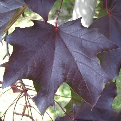 Acer platanoides Royal Red - Future Forests
