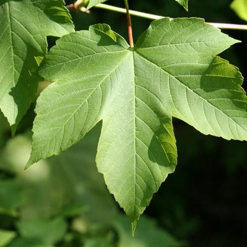 Acer pseudoplatanus - Sycamore - Future Forests