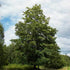Acer pseudoplatanus - Sycamore - Future Forests