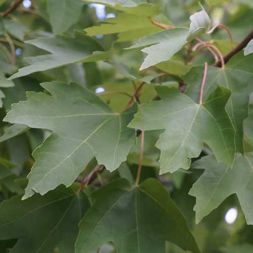Acer rubrum - Canadian Maple - Future Forests