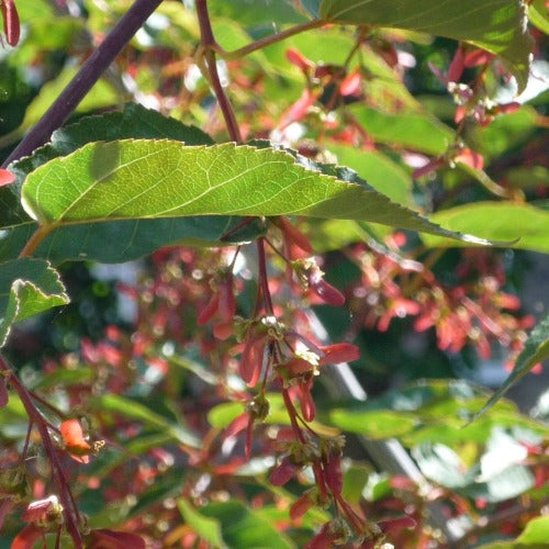 Acer davidii Serpentine