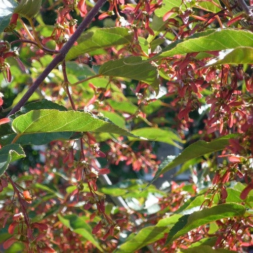 Acer pseudoplatanus Regal Petticoat