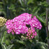 Achillea millefolium Apple Blossom (syn. Apfelblute)