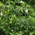 Acradenia frankliniae - Future Forests