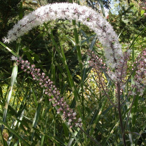 Actaea simplex Brunette