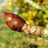 Aesculus hippocastanum - Horse Chestnut - Future Forests