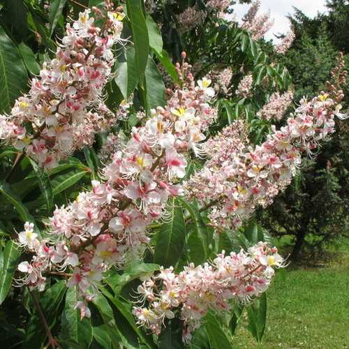 Aesculus Indica - Indian Horse Chestnut - Future Forests