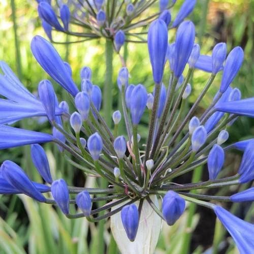Agapanthus praecox Queen Anne - Future Forests