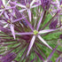 Allium Christophii - Future Forests