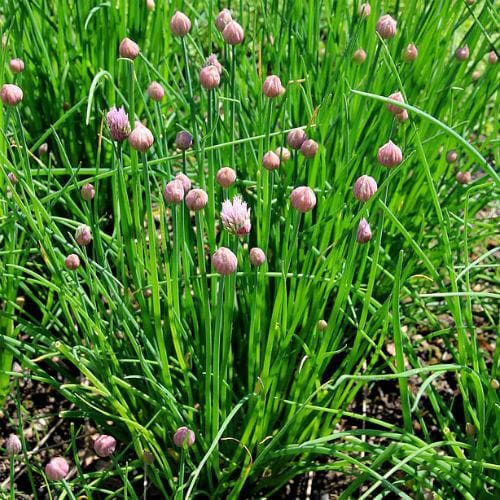 Chives - Future Forests