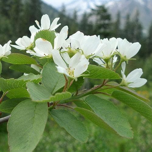 Amelanchier alnifolia Smokey - Future Forests