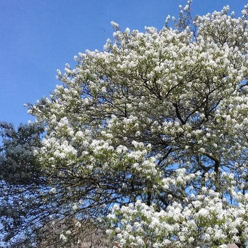 Amelanchier alnifolia Smokey - Future Forests