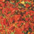 Amelanchier x grandiflora Robin Hill AGM - Future Forests