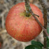 Apple Cornish Aromatic - Future Forests