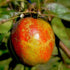Apple Cornish Aromatic - Future Forests