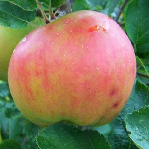 Apple Annie Elizabeth - Future Forests
