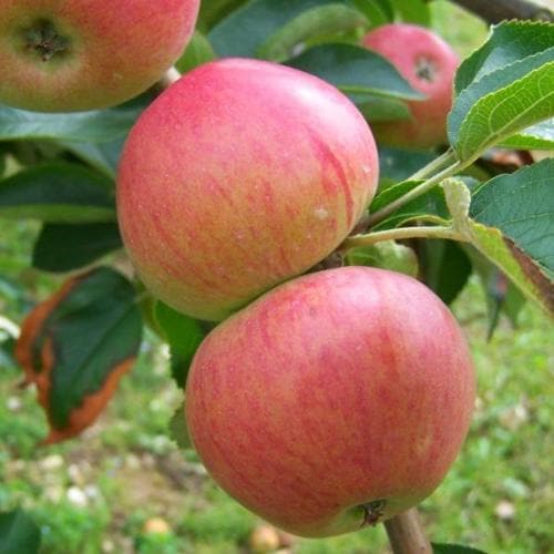 Apple Somerset Redstreak - Future Forests