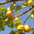 Apricot Early Moorpark - Future Forests