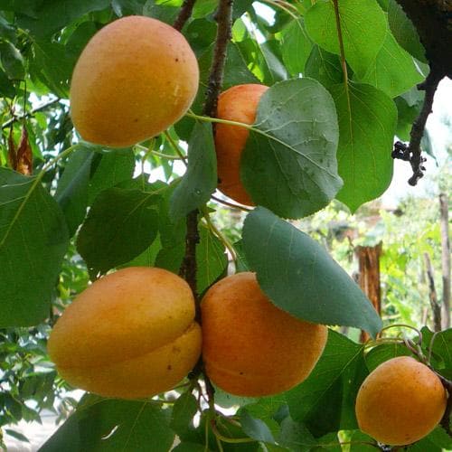 Apricot Bredase - Future Forests