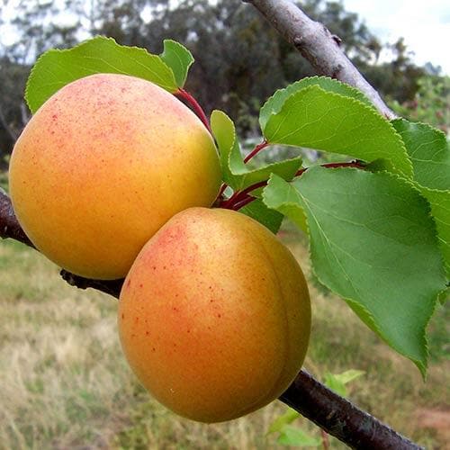 Apricot Goldcot