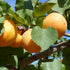 Apricot Early Moorpark - Future Forests