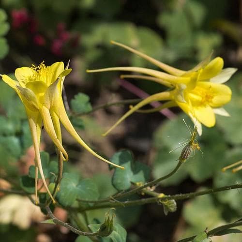 Aquilegia chrysantha Yellow Queen - Future Forests