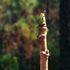 Aralia spinosa -Devils Walking Stick - Future Forests