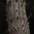 Aralia spinosa -Devils Walking Stick - Future Forests