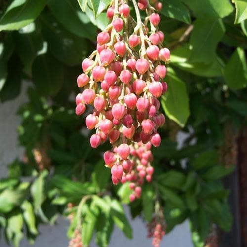 Arbutus menziesii