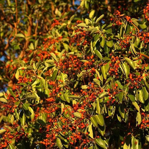 Arbutus menziesii