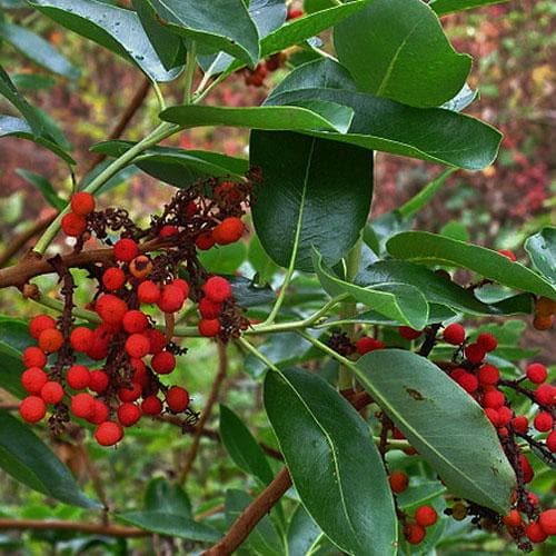 Arbutus menziesii