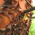 Arbutus menziesii