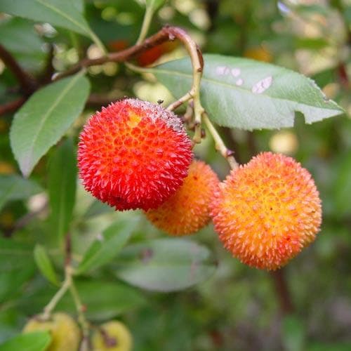 Arbutus unedo - Strawberry Tree - Future Forests