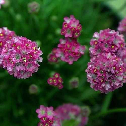 Sea Thrift (Armeria maritima) 5 Armeria maritima Splendens