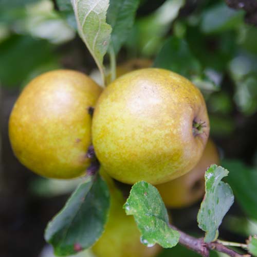 Apple Ashmead's Kernel - Future Forests