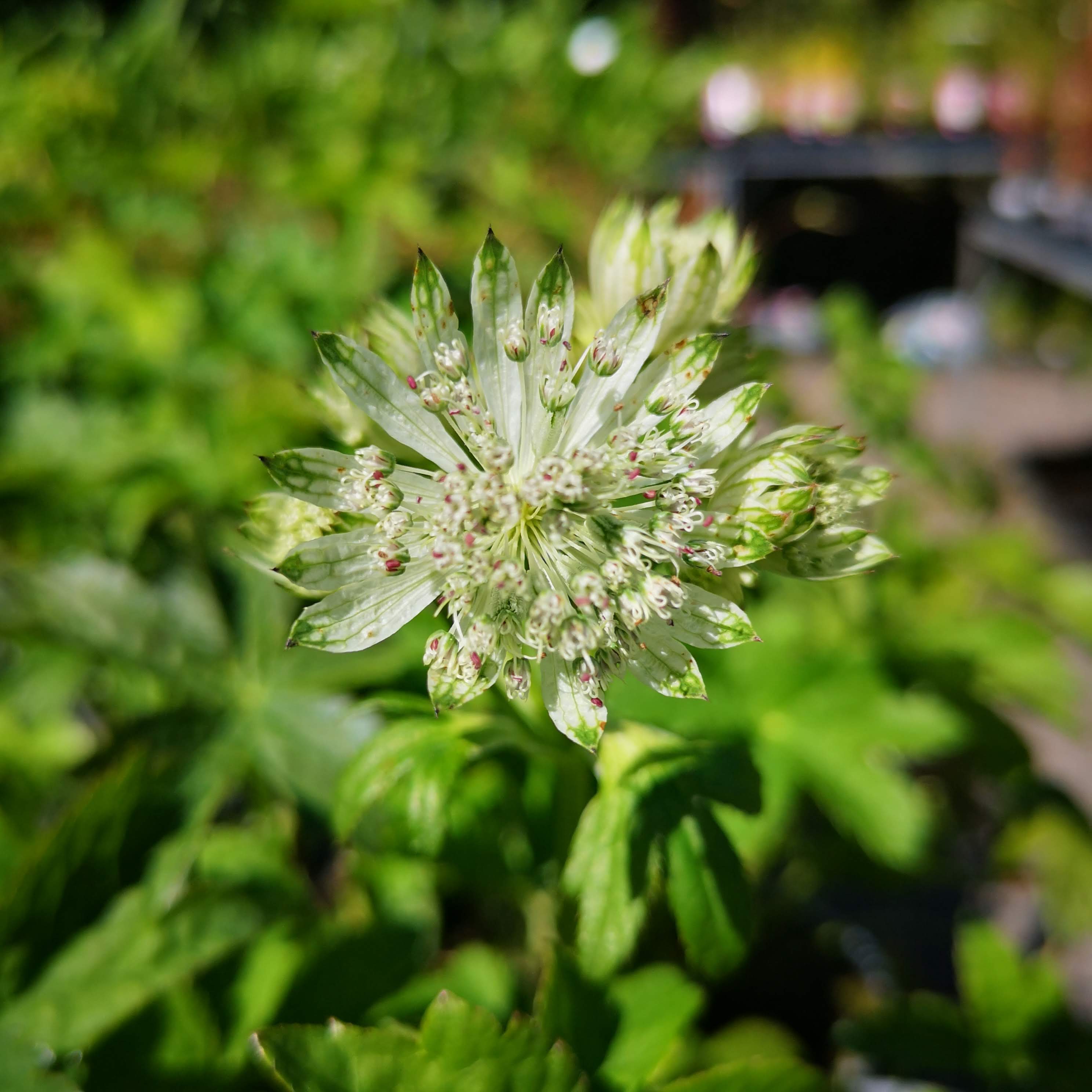 Astrantia Superstar