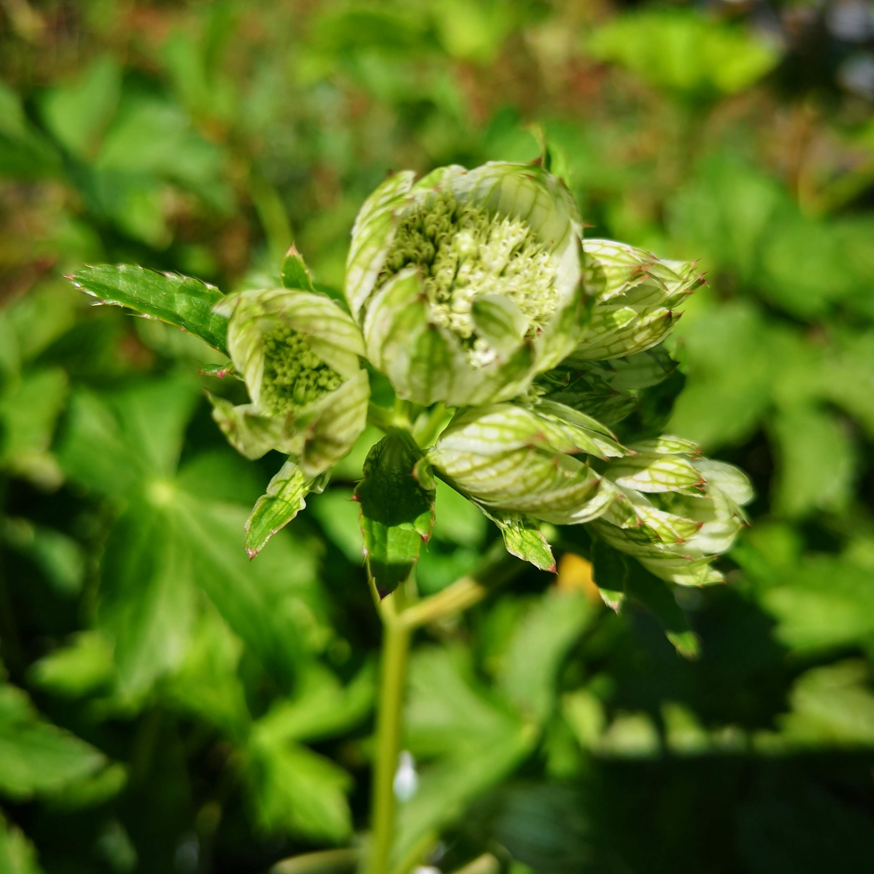 Astrantia Superstar