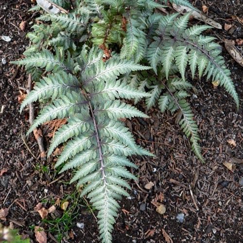 Athyrium niponicum pictum - Future Forests