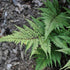 Athyrium otophorum Okanum - Future Forests