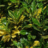 Aucuba japonica Variegata - Future Forests