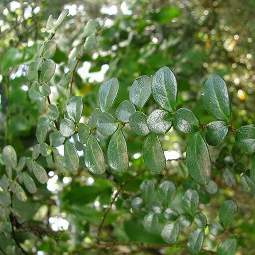 Azara Murphy Azara microphylla – Future Forests