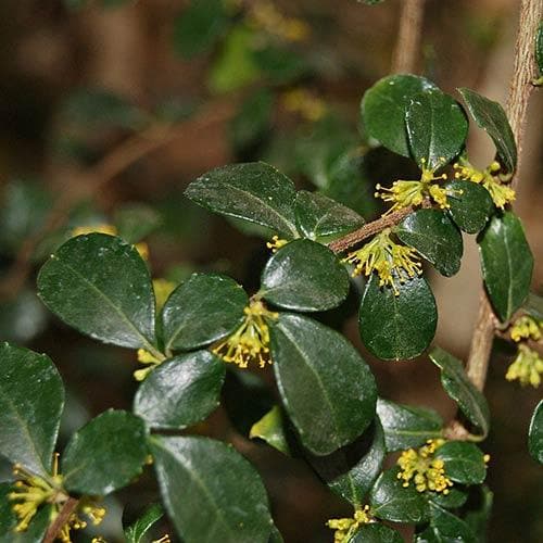 Azara Murphy Azara microphylla – Future Forests