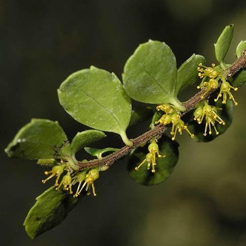 Azara Murphy Azara microphylla – Future Forests