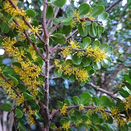 Azara Murphy Azara microphylla – Future Forests