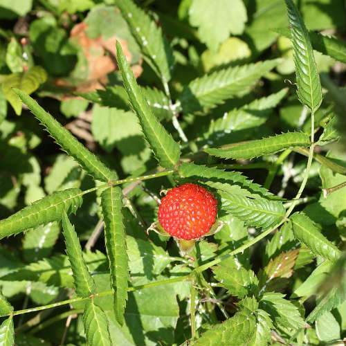 Balloon Berry - Rubus illecebrosus - Future Forests