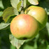 Apple Ballyvaughan Seedling - Future Forests