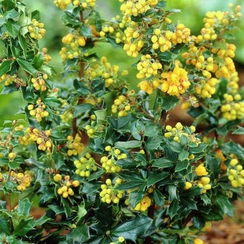 Berberis lologensis Mystery Fire - Future Forests