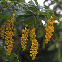 Berberis Valdiviana – Future Forests