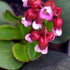 Bergenia cordifolia Rotblum