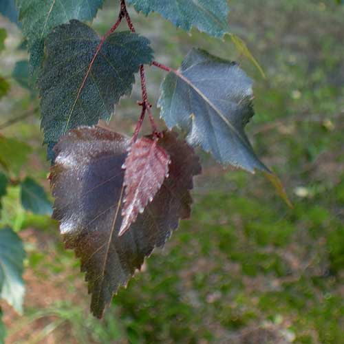 Betula pendula subsp. pendula Purpurea